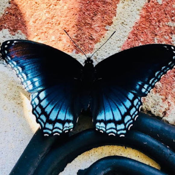 Meet your Posher, Perla - Picture 1 of 1